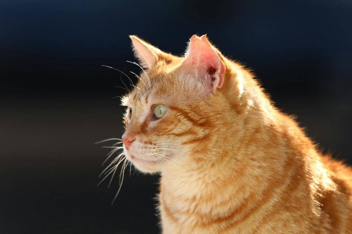 kucing oren berkelamin jantan