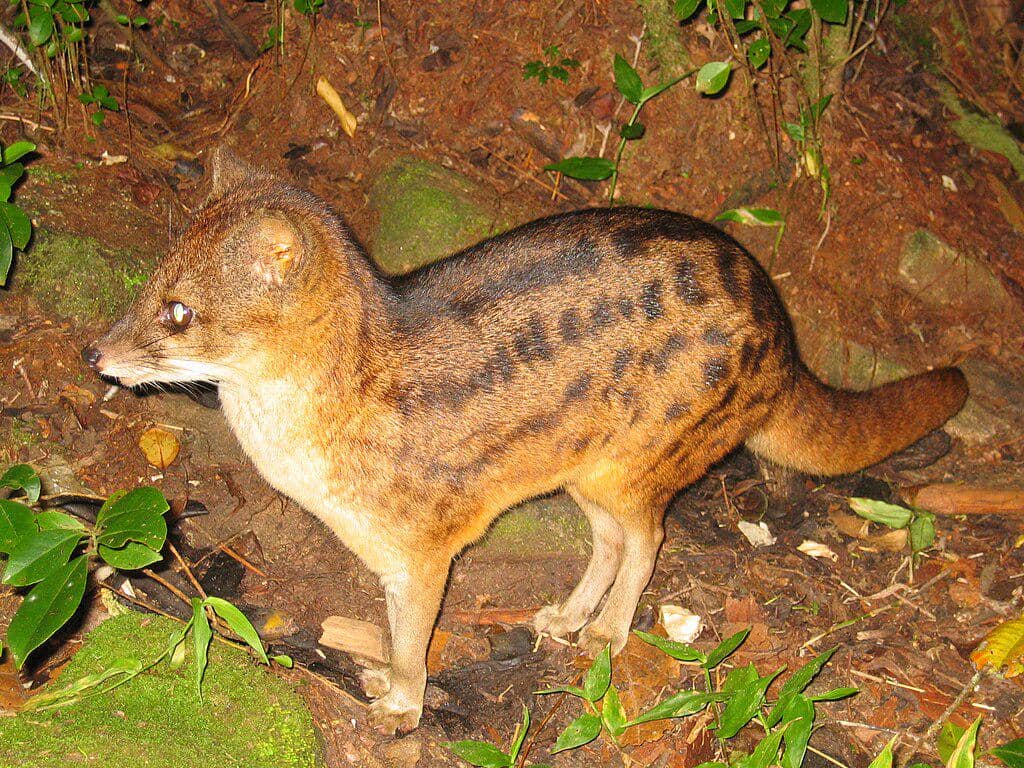 Musang madagaskar 