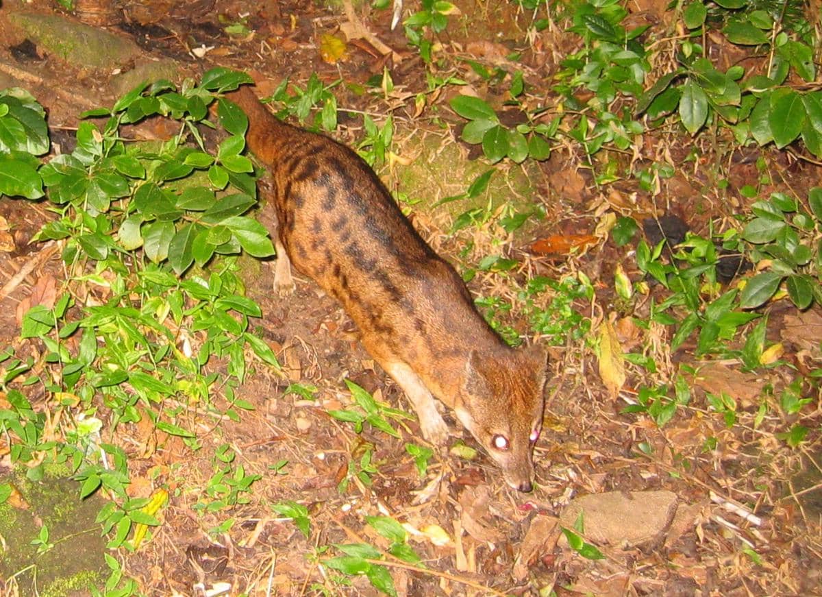 Musang madagaskar