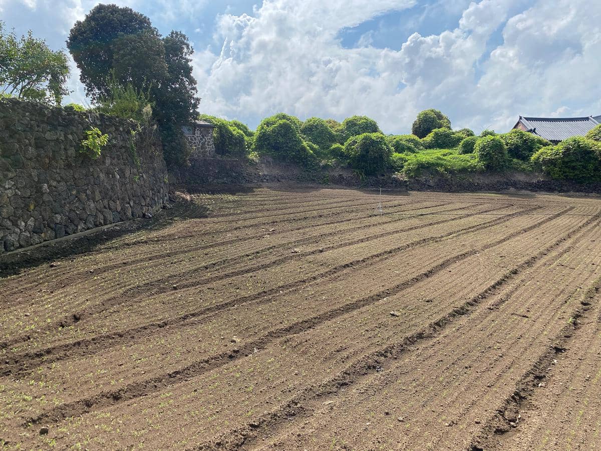 ilustrasi pertanian di Jeju