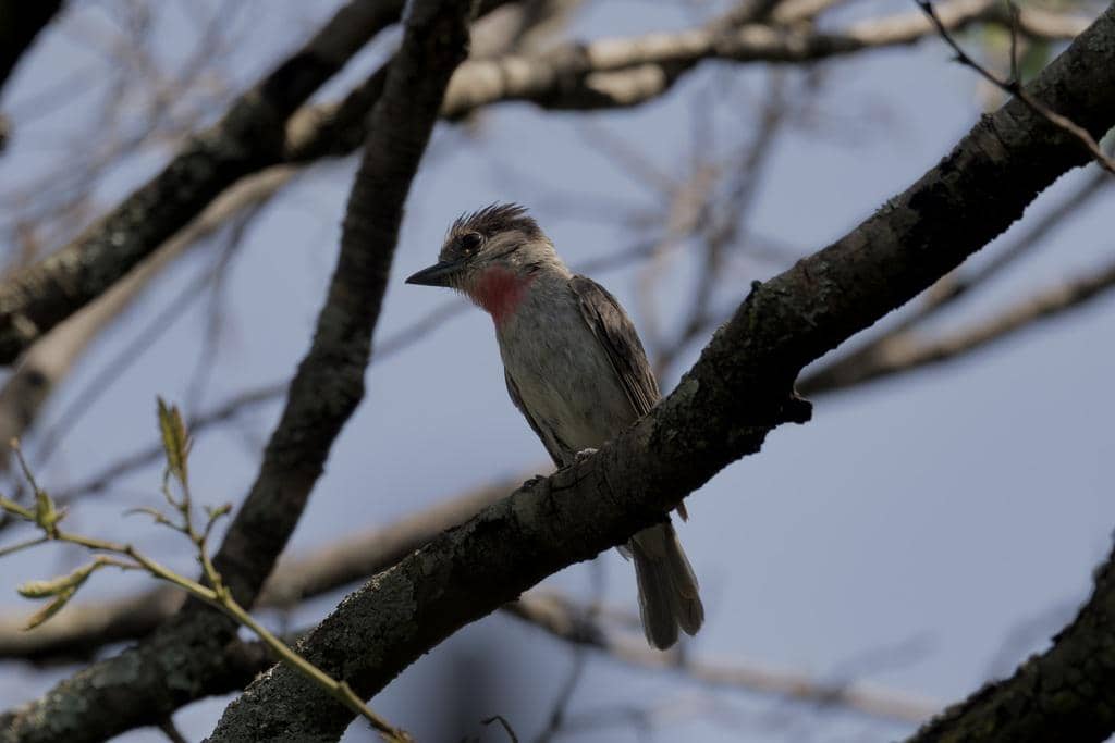 Rose-throated Becard 