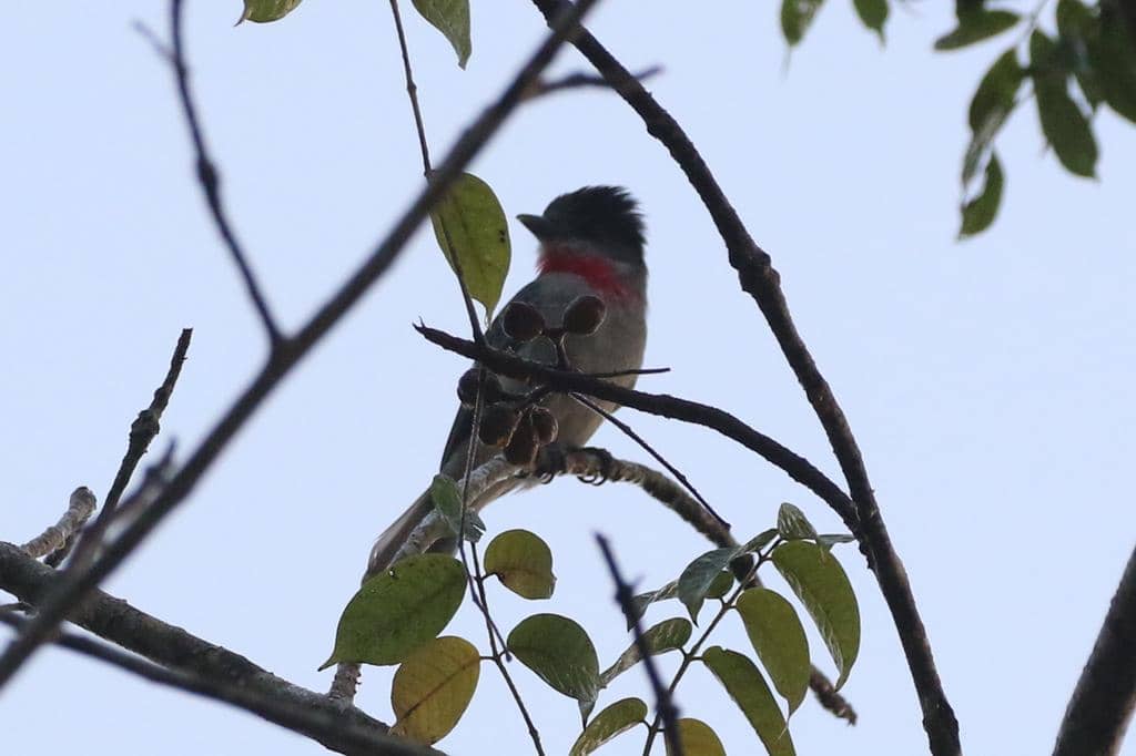 Rose-throated Becard 
