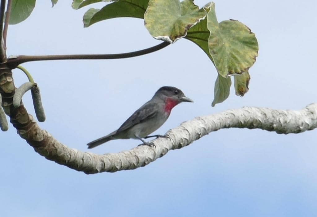 Rose-throated Becard 