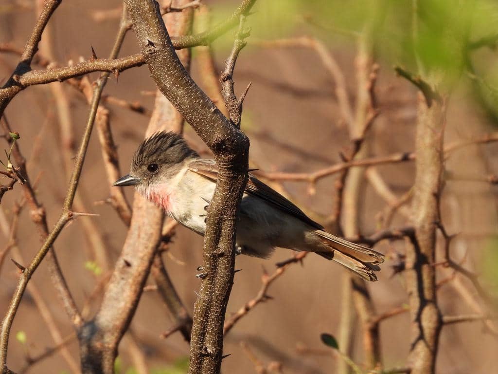 Rose-throated Becard 