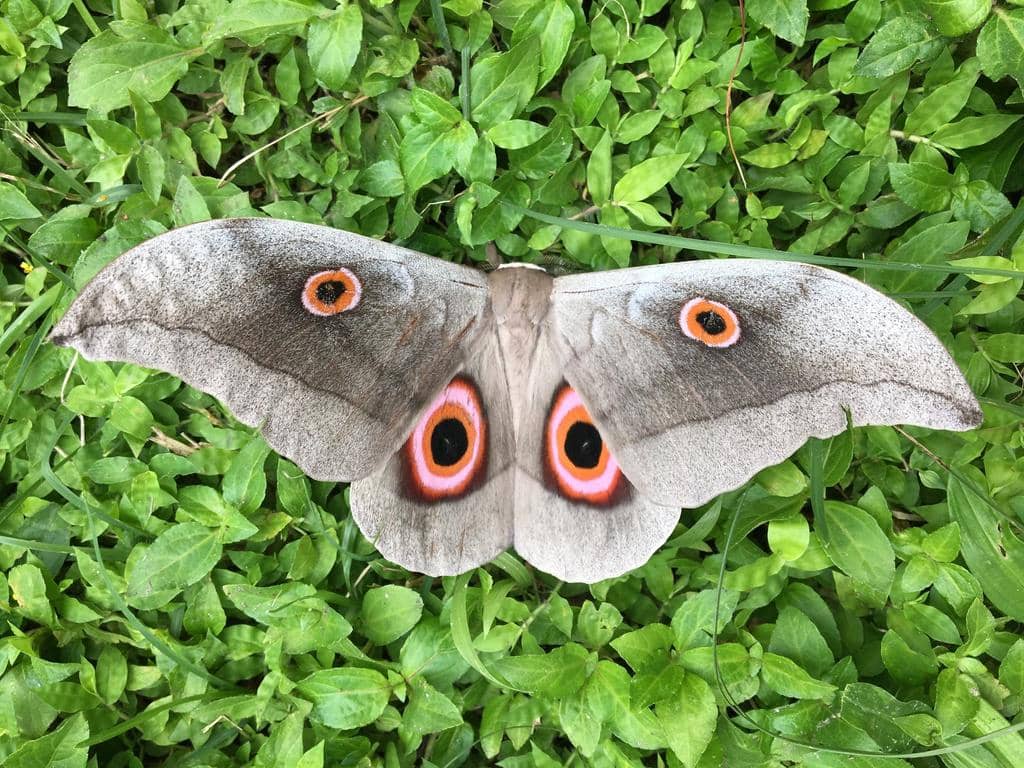 Lobobunaea phaedusa ssp. christyi