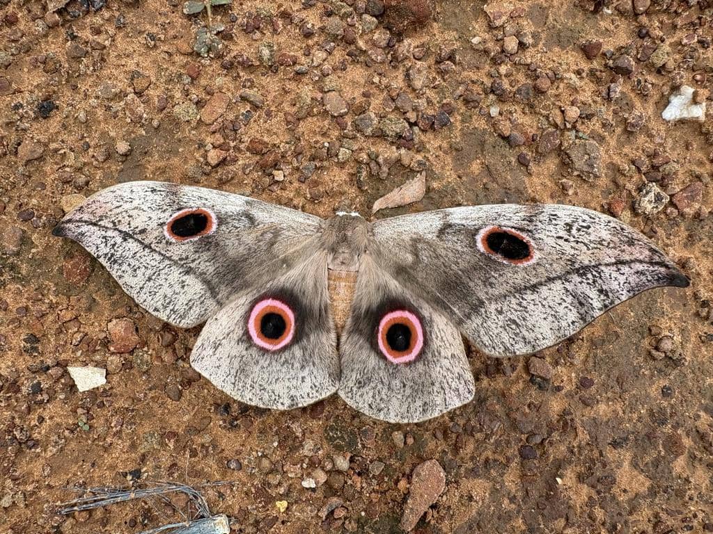 Lobobunaea phaedusa ssp. christyi