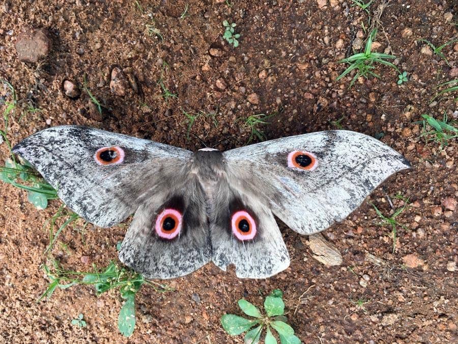 Lobobunaea phaedusa ssp. christyi