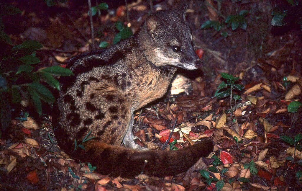 Musang madagaskar