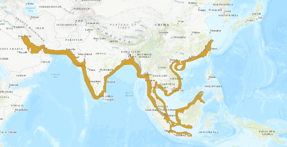 ilustrasi peta persebaran lumba-lumba tanpa sirip
