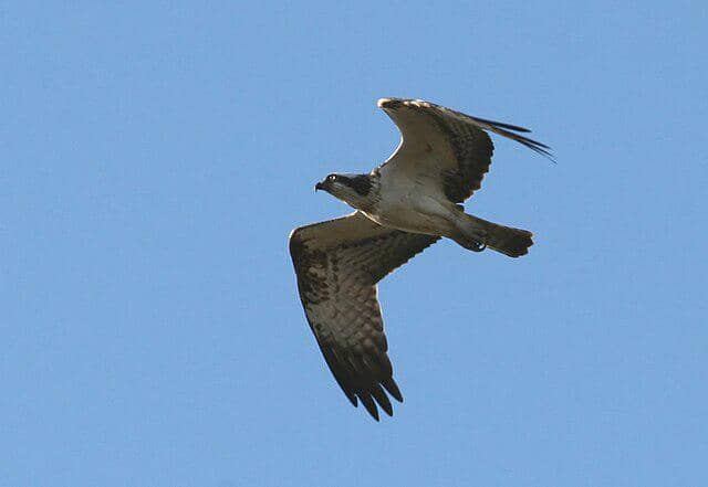 potret burung osprey