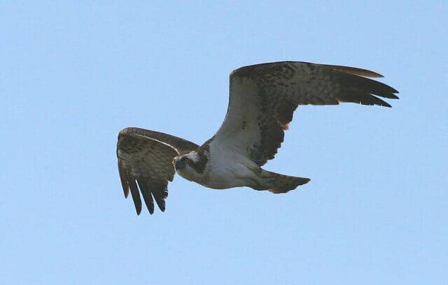 potret burung osprey