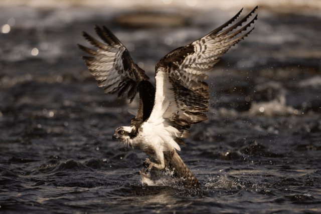 potret burung osprey