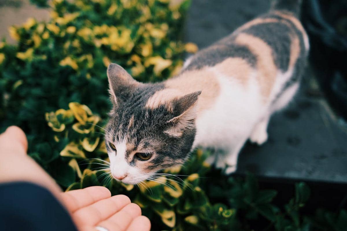 Ilustrasi kucing mengendus tangan manusia 