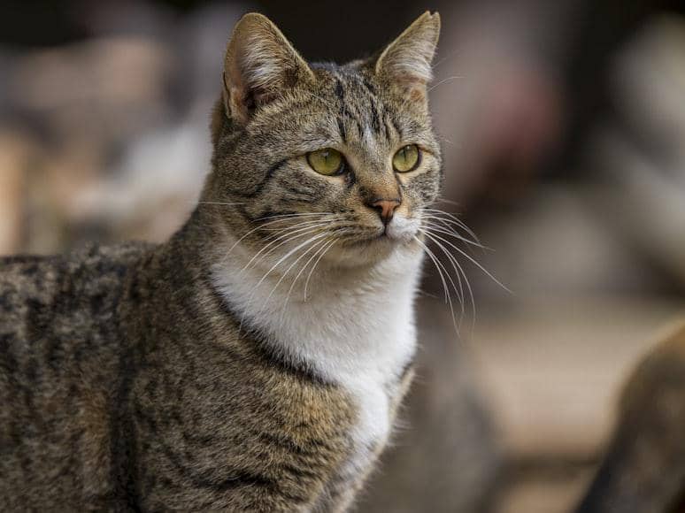 ilustrasi seekor kucing yang sedang menatap dari kejauhan 