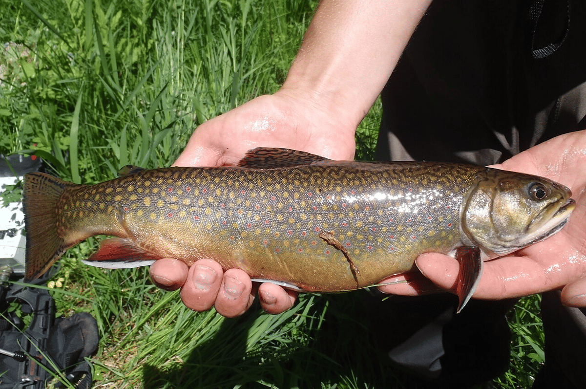 trout sungai