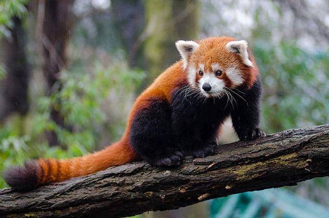 Panda merah