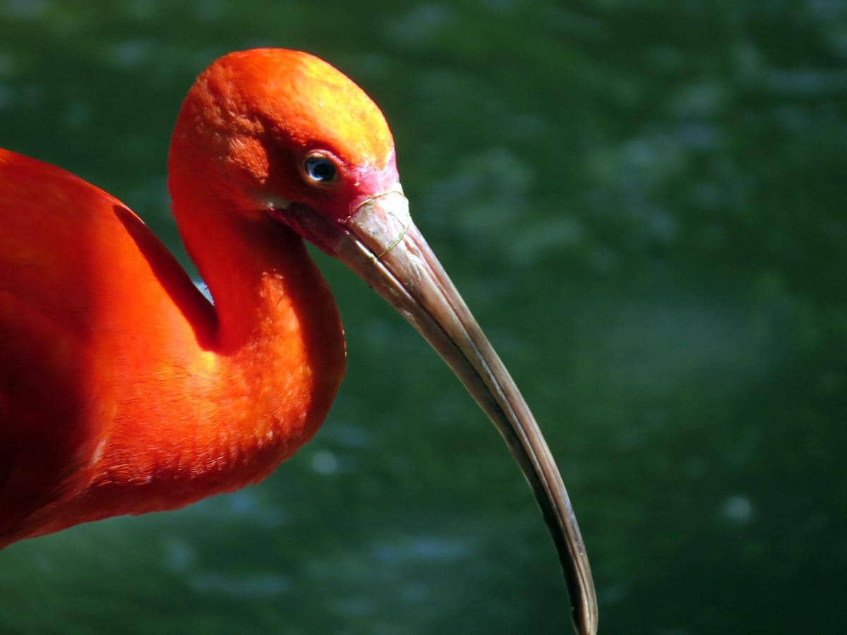 potret Kuala Lumpur Bird Park