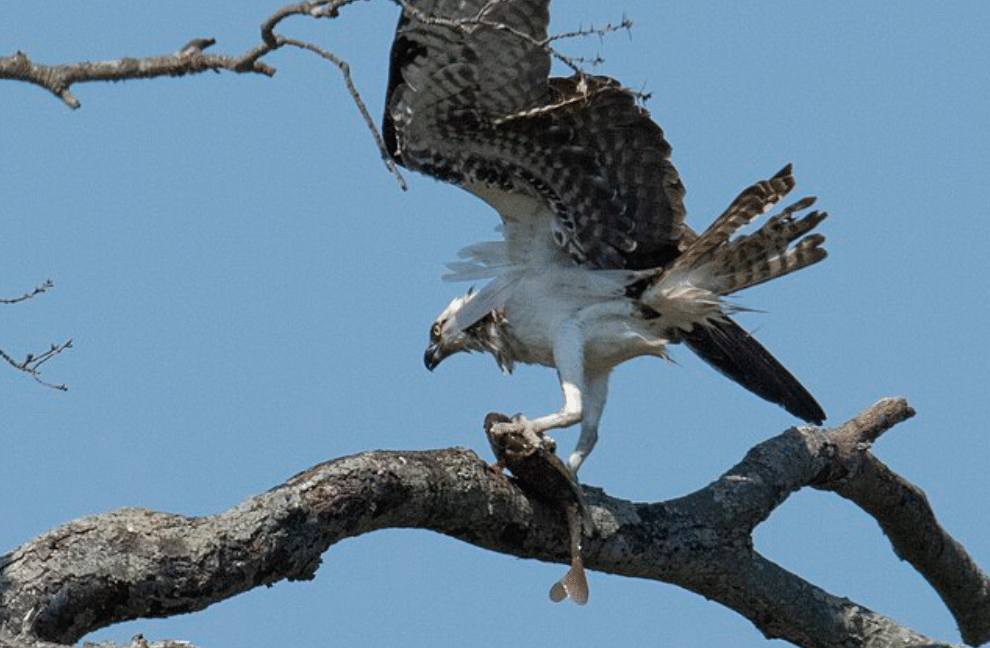 potret burung osprey
