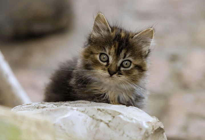 ilustrasi seekor kucing