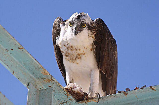 potret burung osprey