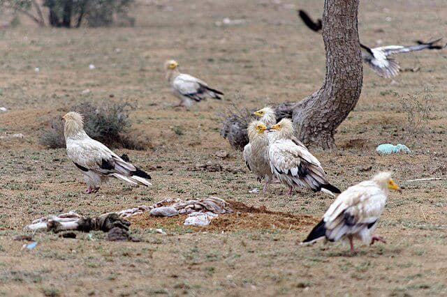 potret burung egyptian vulture