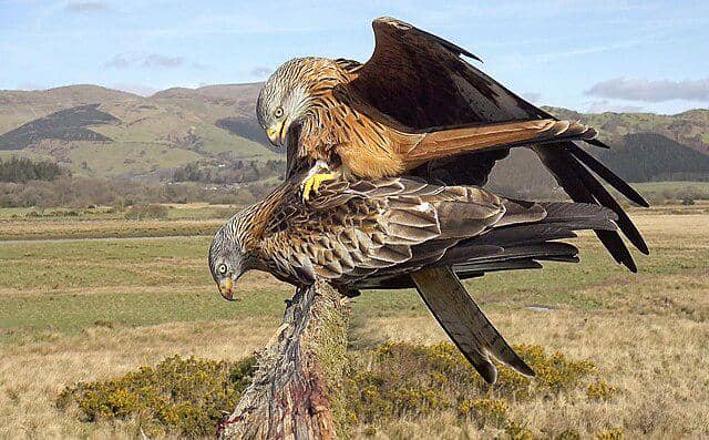 potret burung red kite