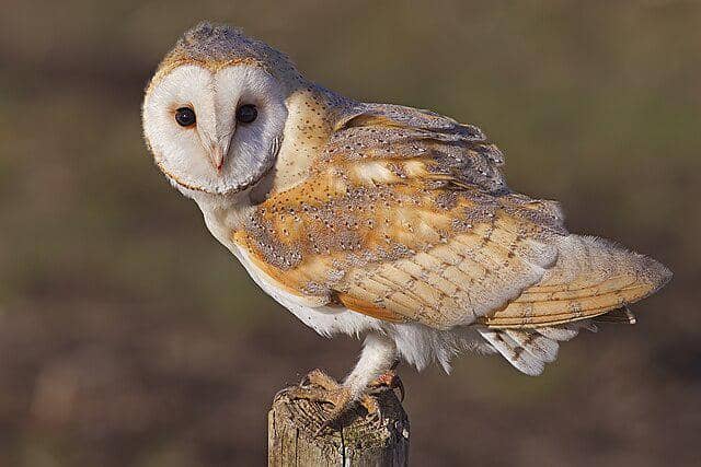 potret burung barn owl