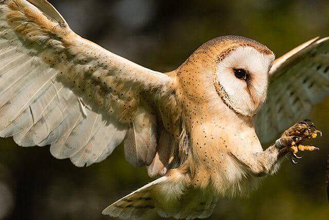 potret burung barn owl