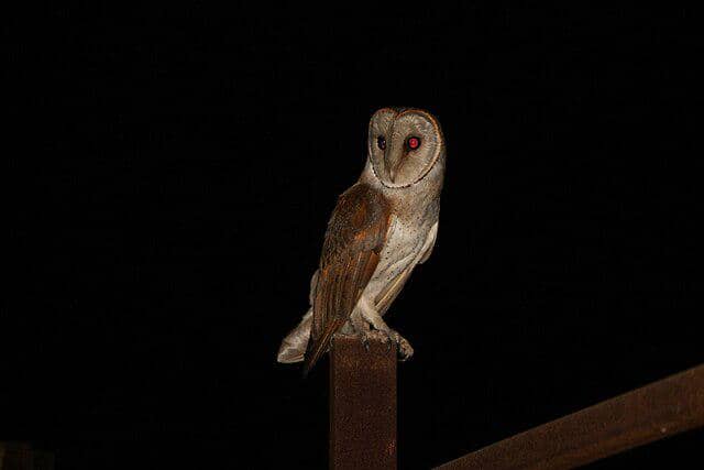 potret burung barn owl