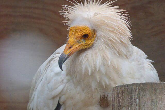 potret burung egyptian vulture