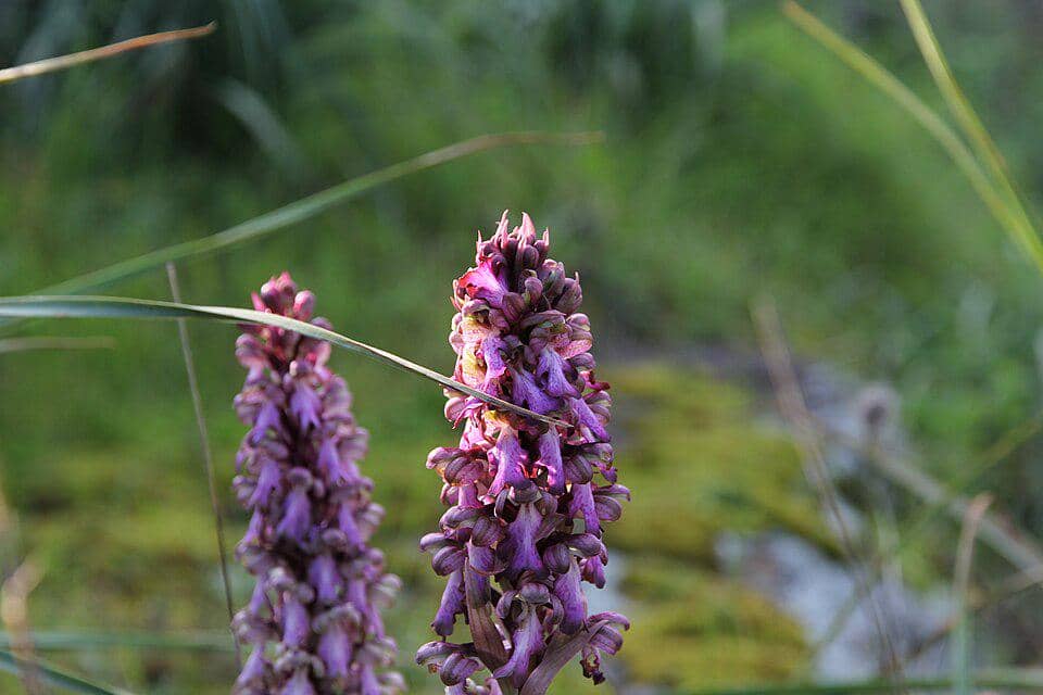 Himantoglossum robertianum