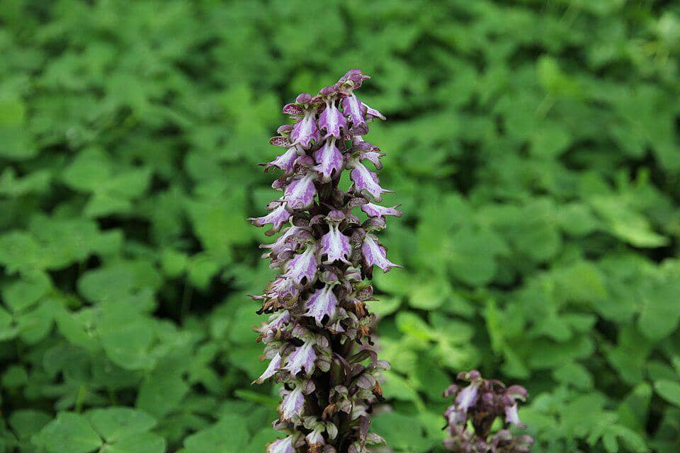 Himantoglossum robertianum