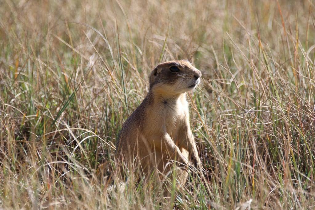 Utah Prairie Dog