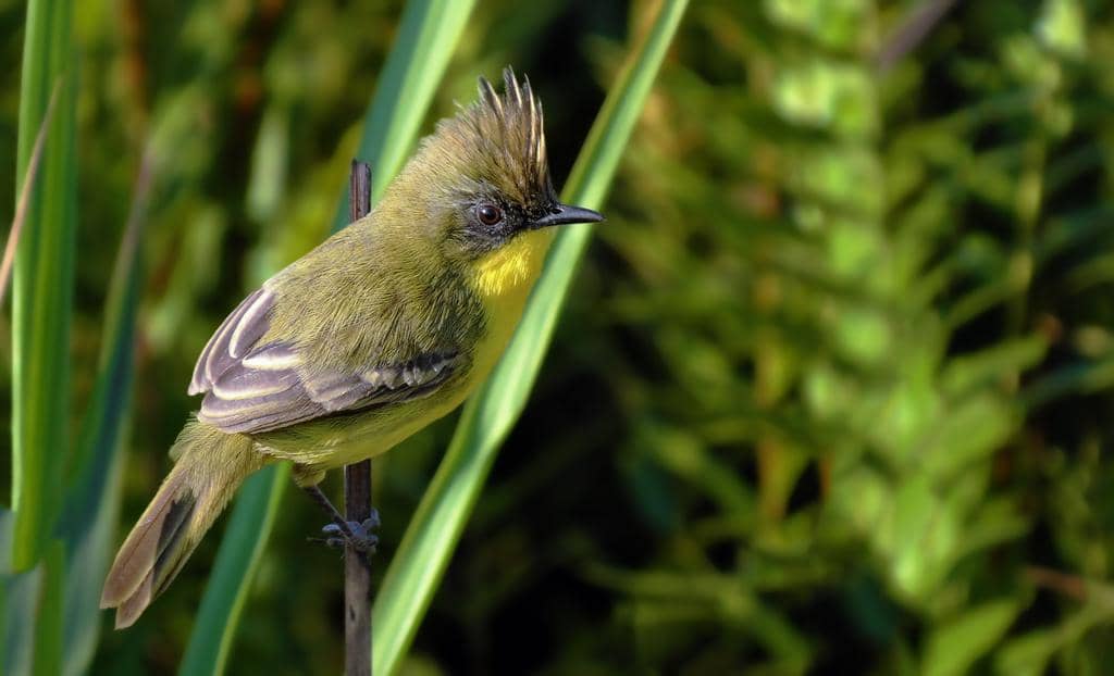 Pseudocolopteryx sclateri