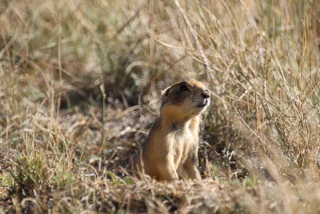Utah Prairie Dog