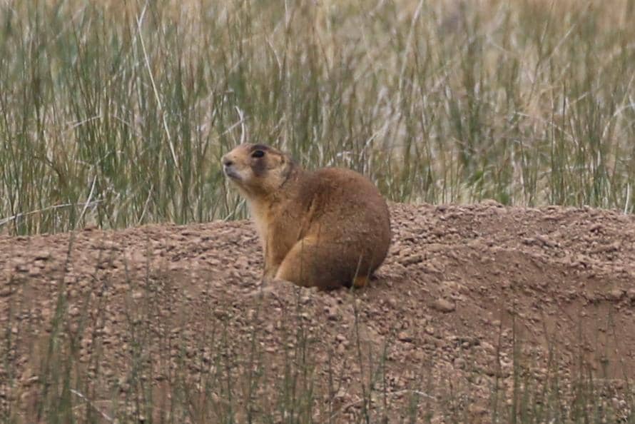 Utah Prairie Dog