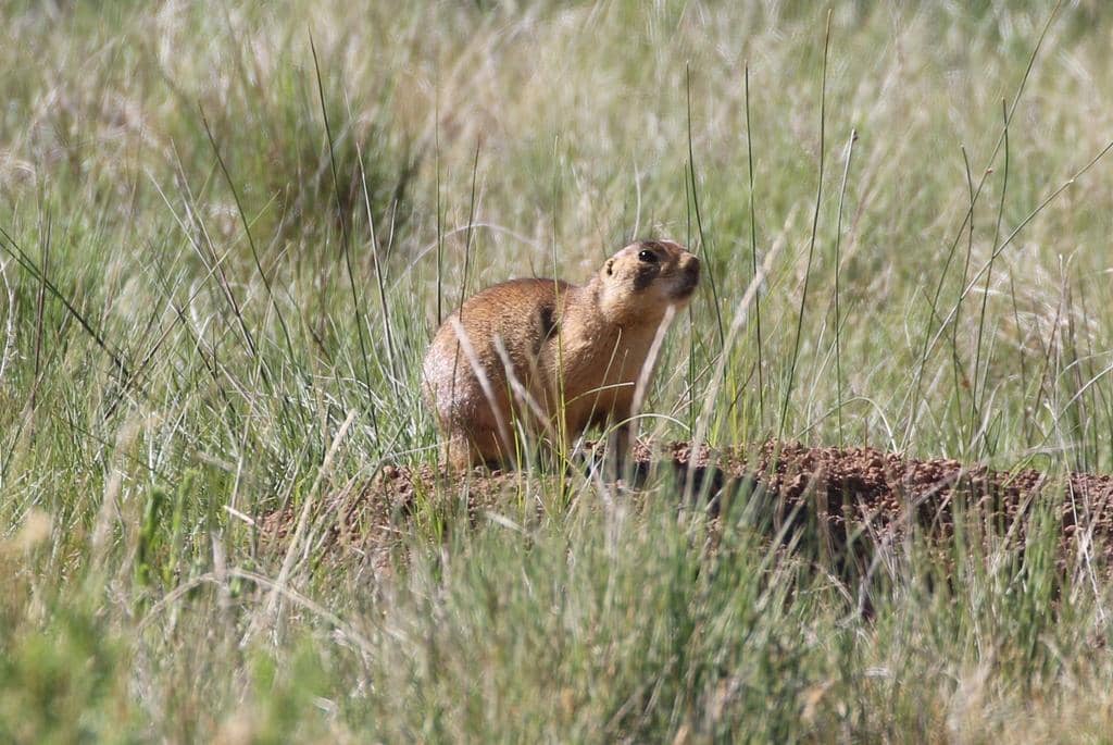 Utah Prairie Dog