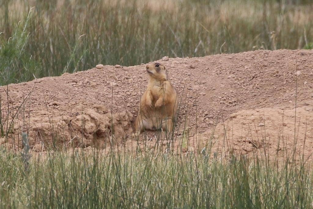 Utah Prairie Dog