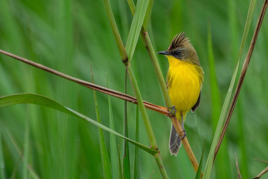 Pseudocolopteryx sclateri