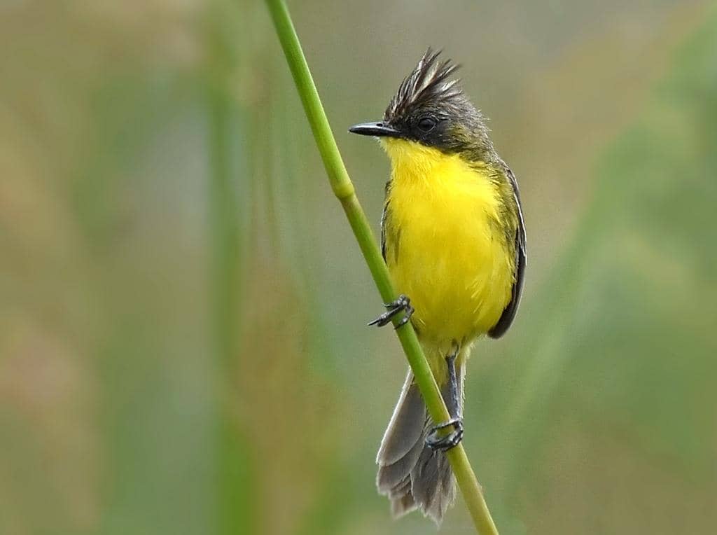 Pseudocolopteryx sclateri