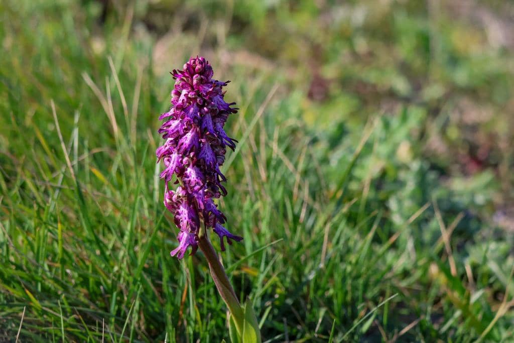 Himantoglossum robertianum