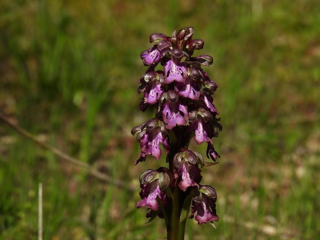 Himantoglossum robertianum