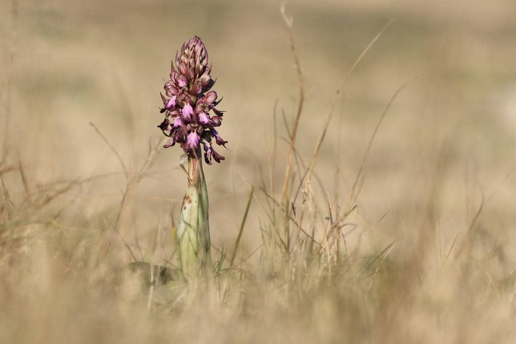 Himantoglossum robertianum