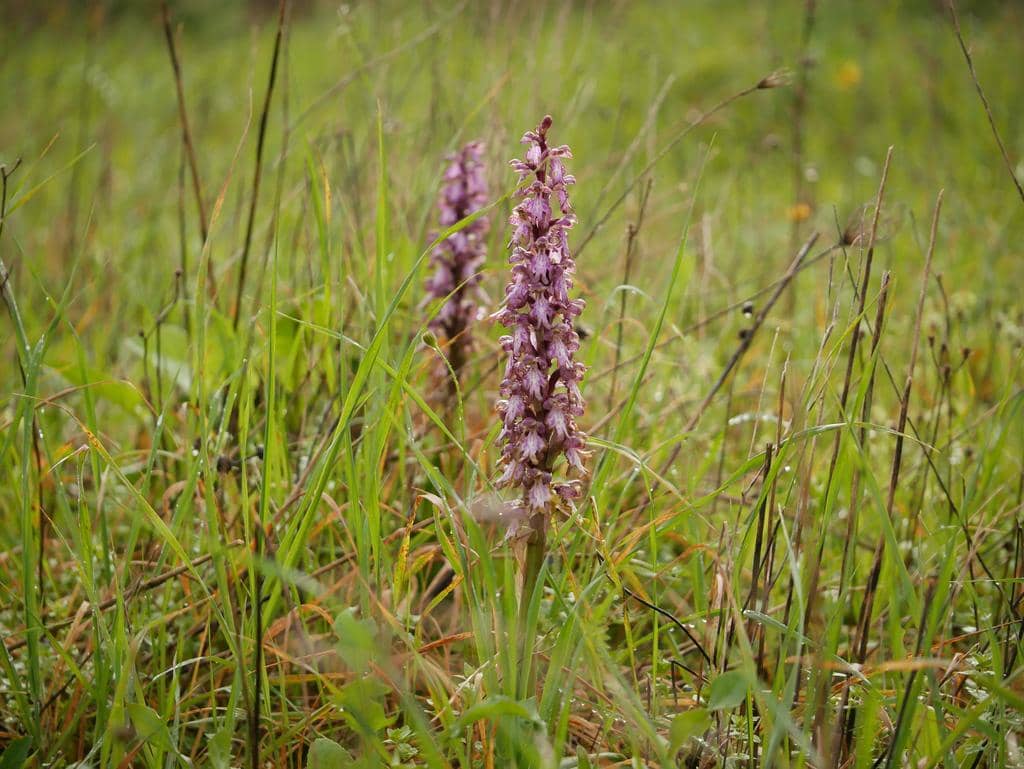 Himantoglossum robertianum
