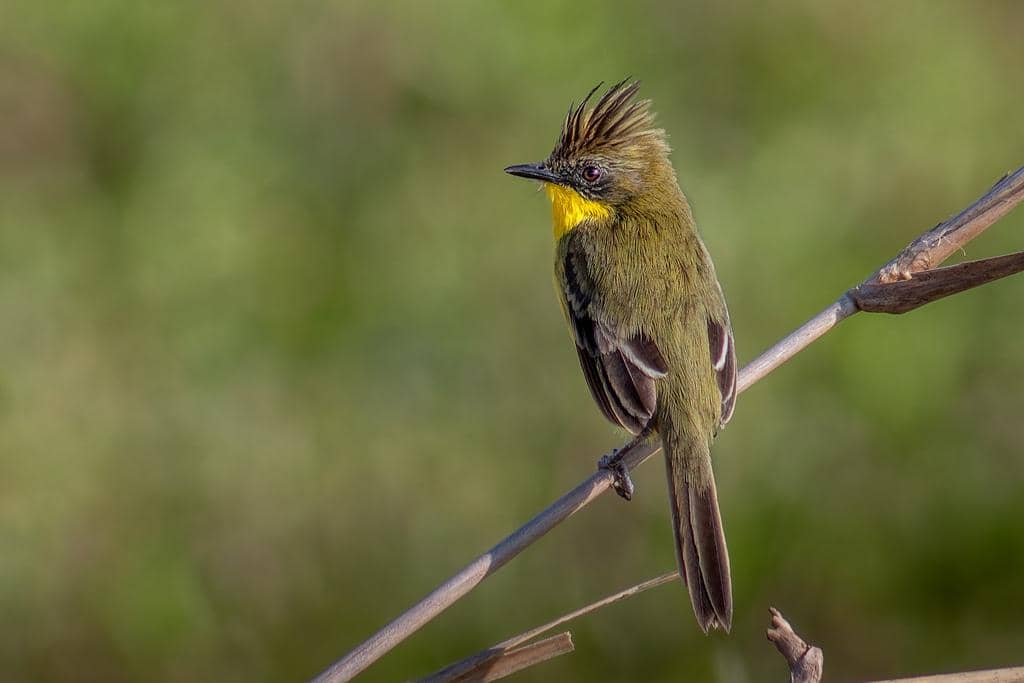 Pseudocolopteryx sclateri