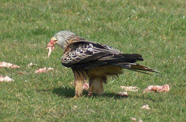 potret burung red kite 