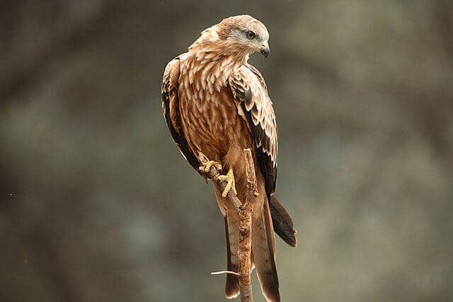 potret burung red kite