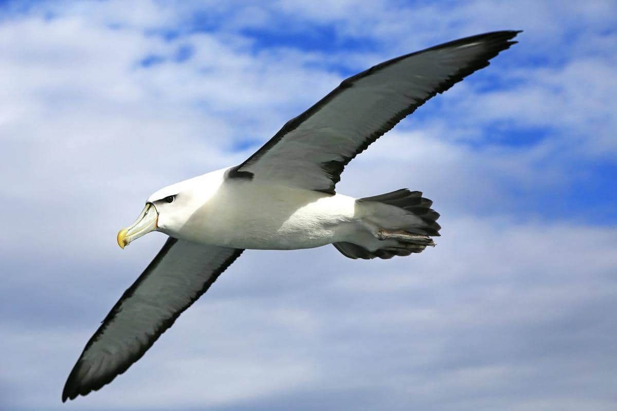 Seekor burung albatros terbang dengan sayap terbentang lebar di langit biru berawan, menampilkan keanggunan dan kekuatannya di udara.