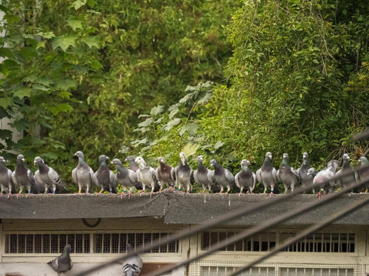 5 Burung dengan Kemampuan Navigasi Terbaik di Dunia, Ada Merpati!