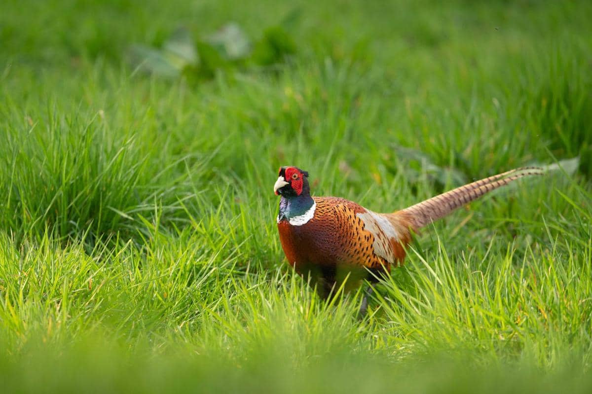 Common pheasant 